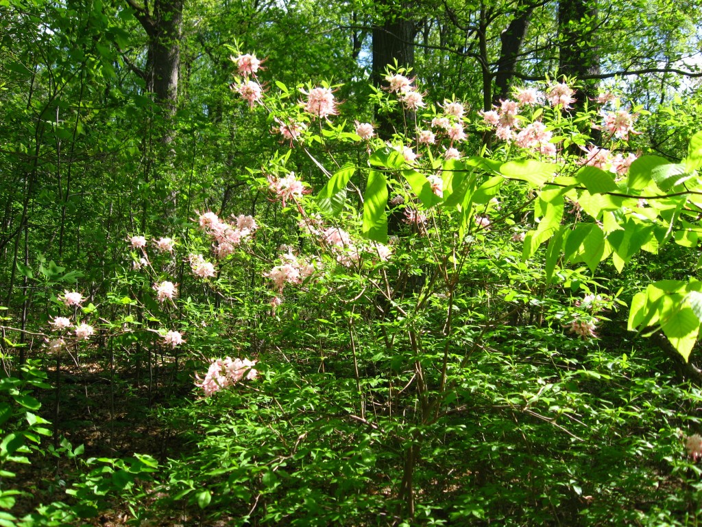 Pinxter-Bloom Azalea blooms in Morris Park, Philadelphia 