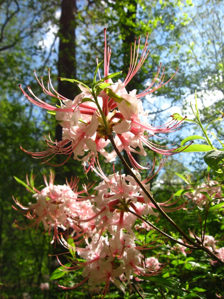 Pinxter-Bloom Azalea blooms in Morris Park, Philadelphia 