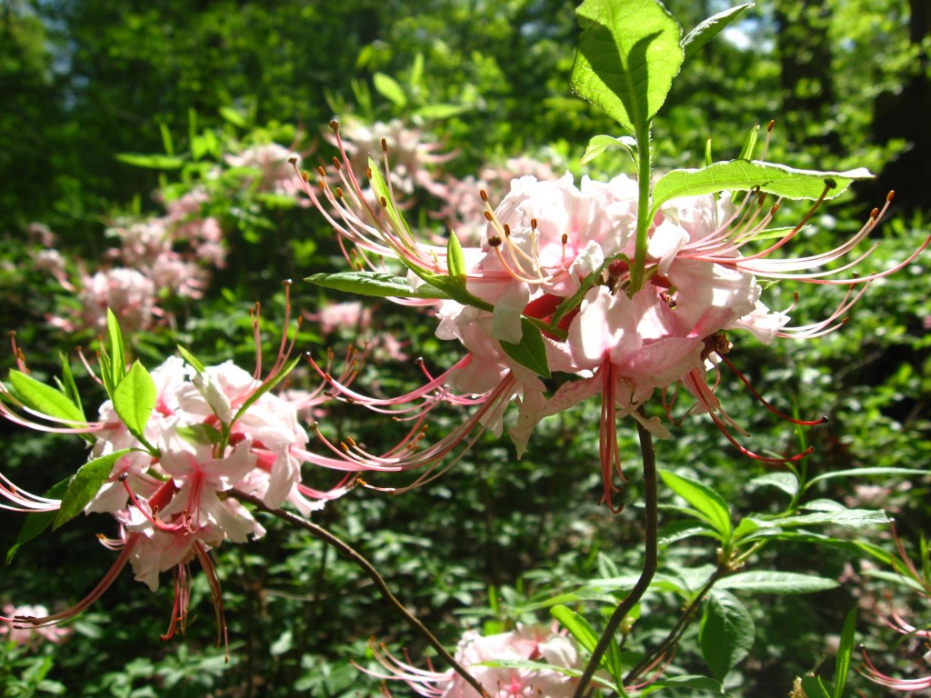 Pinxter-Bloom Azalea blooms in Morris Park, Philadelphia 