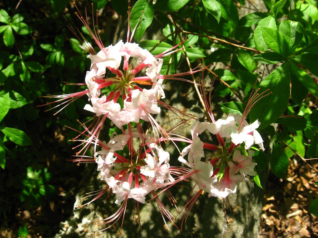 Pinxter-Bloom Azalea blooms in Morris Park, Philadelphia 