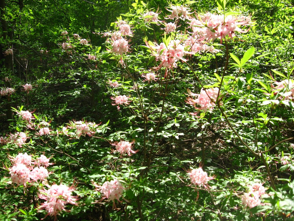 Pinxter-Bloom Azalea blooms in Morris Park, Philadelphia 