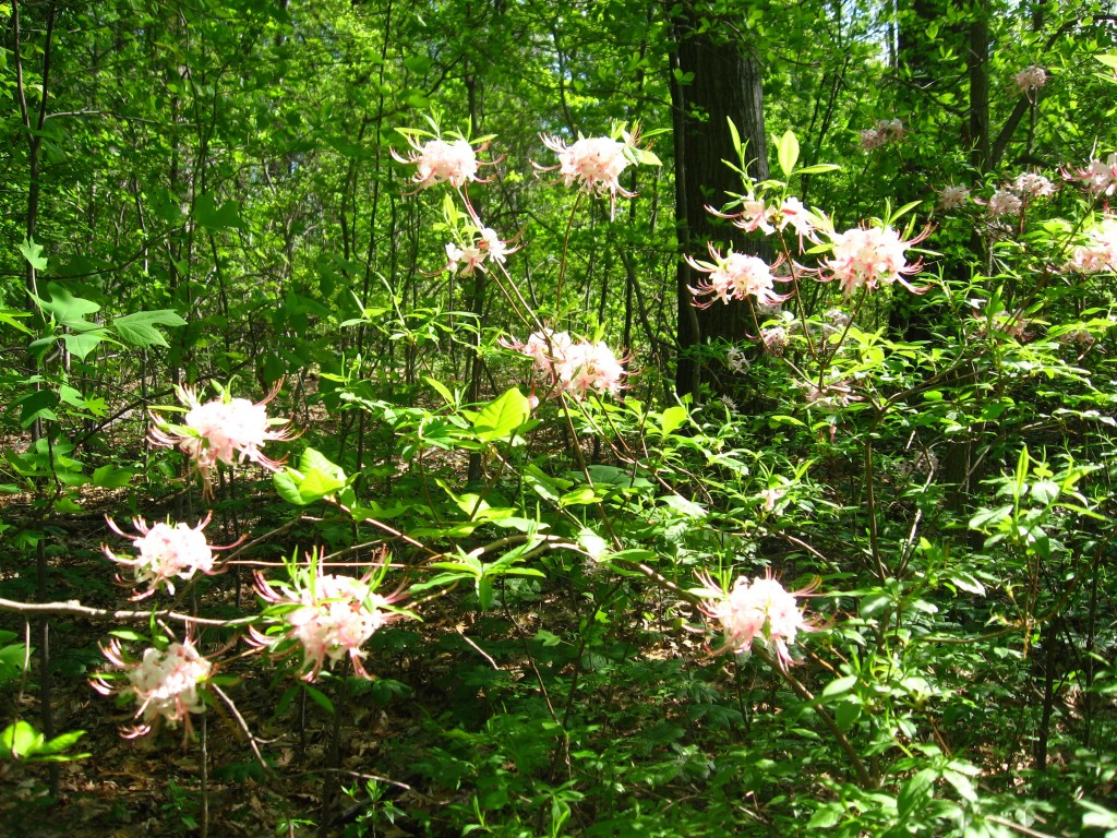 Pinxter-Bloom Azalea blooms in Morris Park, Philadelphia 