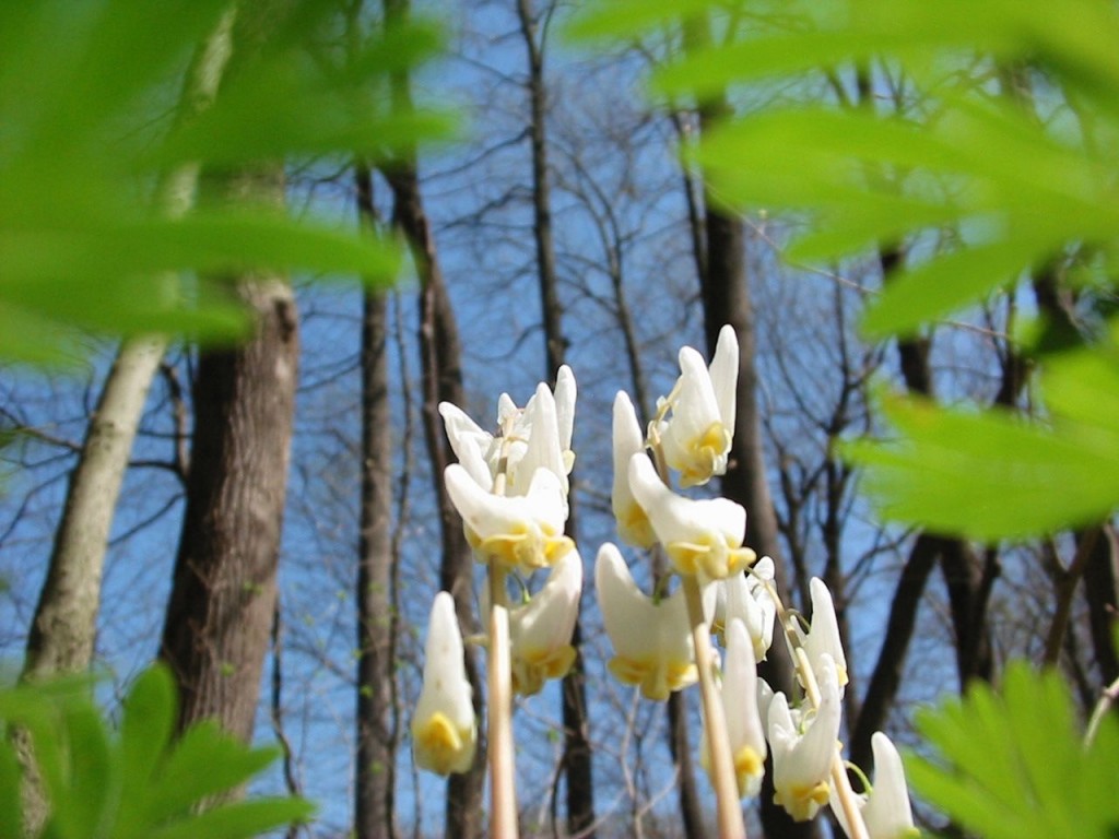 Shenks Ferry wildflower preserve. Lower Susquehanna River Valley, Pennsylvania