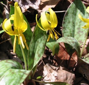  Trout Lily in Shenks Ferry Wildflower preserve