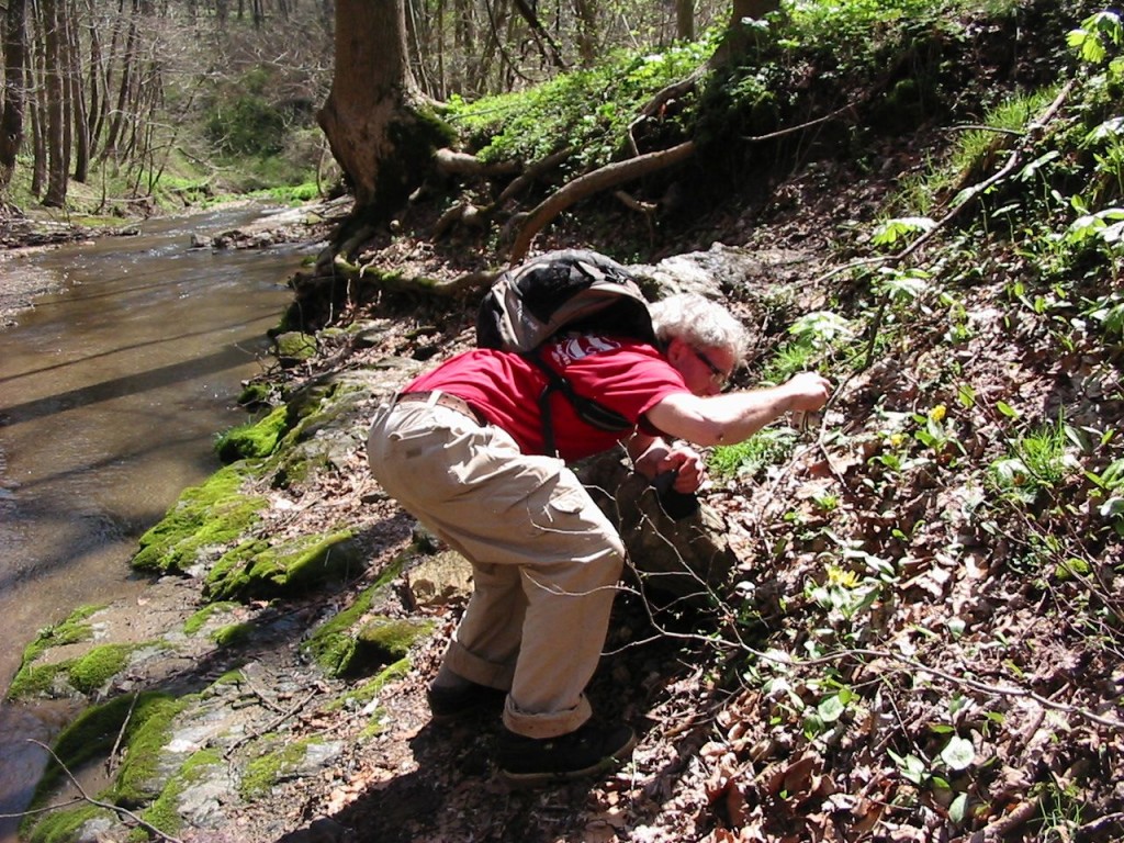 Sean Solomon photographing a Trout Lily in Shenks Ferry Wildflower preserve