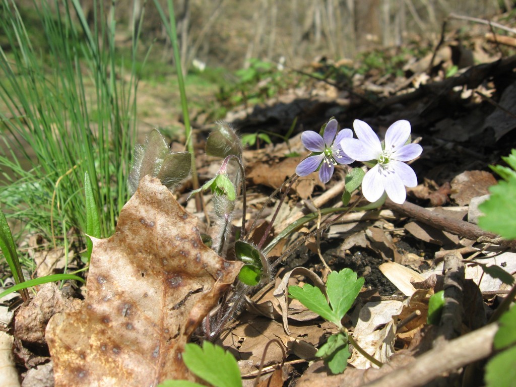 Round-lobed Hepatica, Shenks Ferry Wildflower Preserve: A rich ravine habitat on the lower Susquehanna River Valley, Pennsylvania