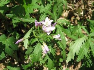  Cut-leaved Toothwort, Lancaster County, Pennsylvania