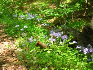 The Schuylkill Center For Environmental Education, Philadelphia, Pa