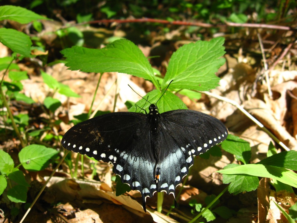 The Schuylkill Center For Environmental Education, Philadelphia, Pa