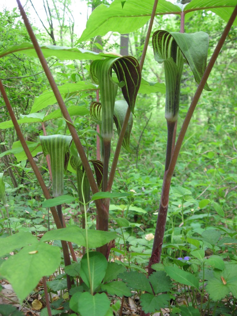 Arisaema triphyllum blooms in the Wissahickon Valley Park, Philadelphia PA