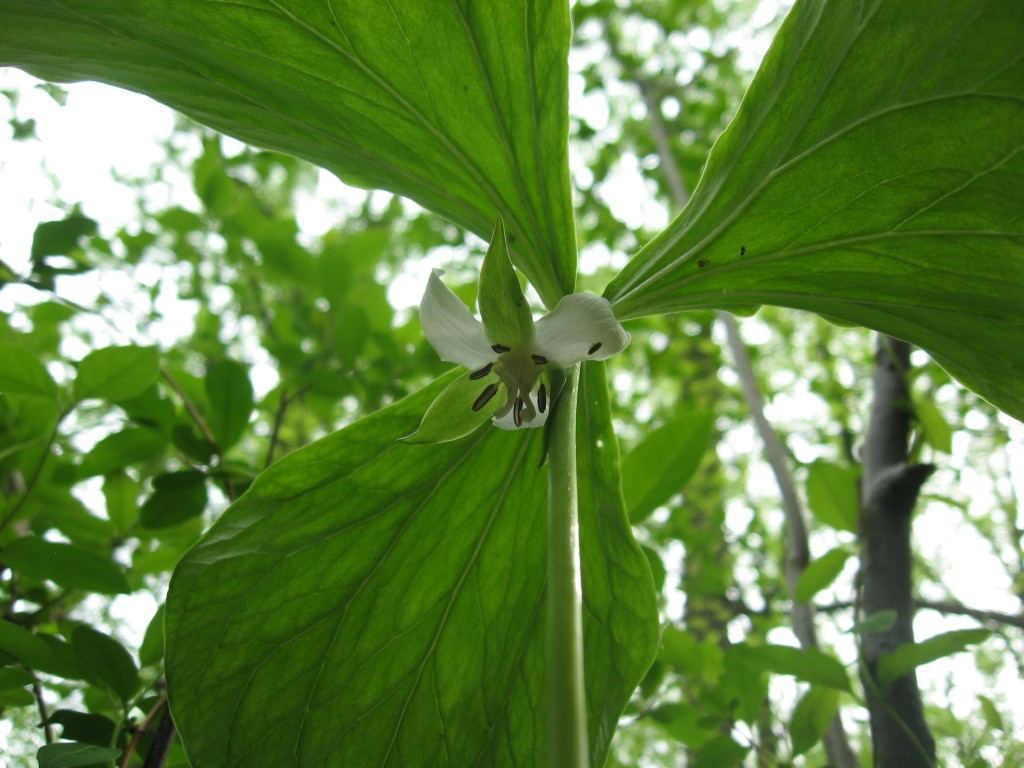  Trillium Cernuum blooms in the Wissahickon Valley Park, Philadelphia PA