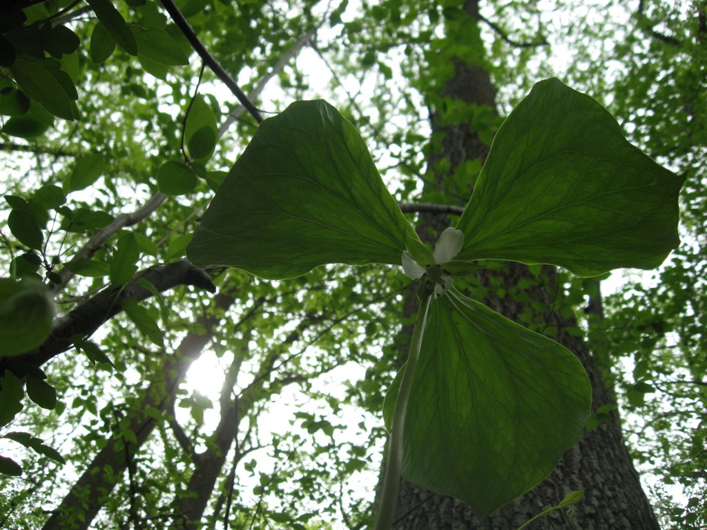 Trillium Cernuum blooms in the Wissahickon Valley Park, Philadelphia PA