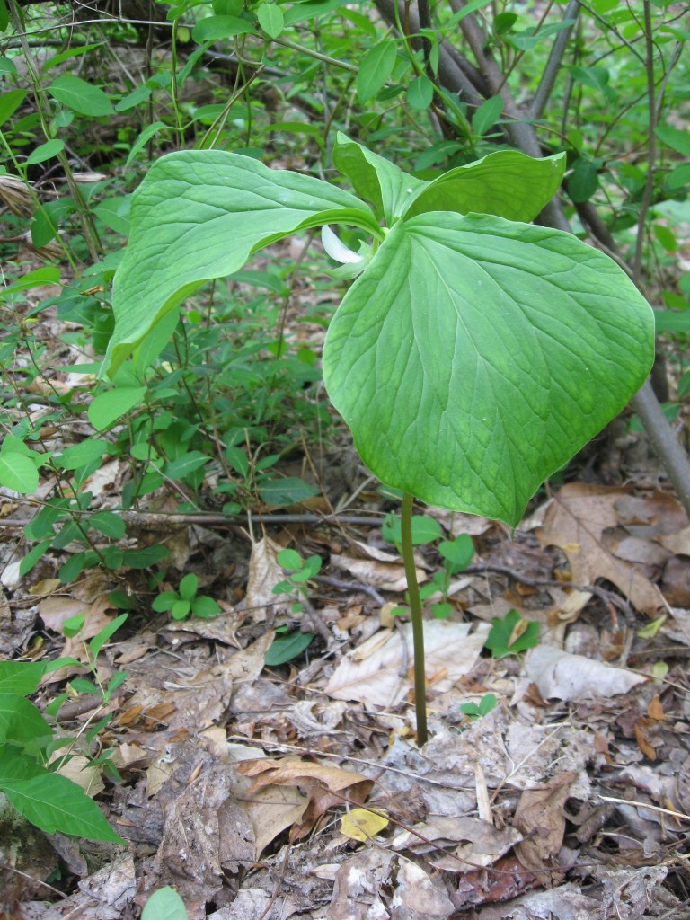 Trillium Cernuum blooms in the Wissahickon Valley Park, Philadelphia PA