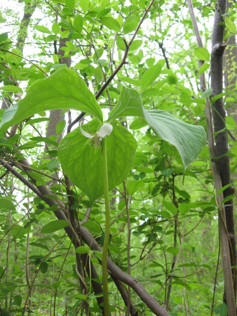 Trillium Cernuum blooms in the Wissahickon Valley Park, Philadelphia PA