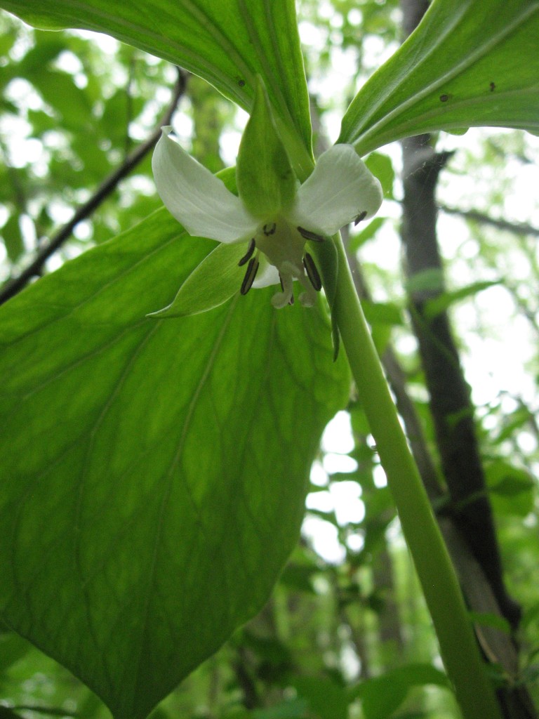 Trillium Cernuum blooms in the Wissahickon Valley Park, Philadelphia PA