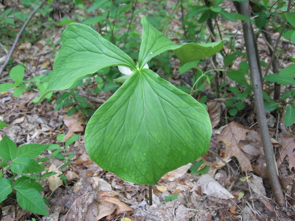 Trillium Cernuum blooms in the Wissahickon Valley Park, Philadelphia PA