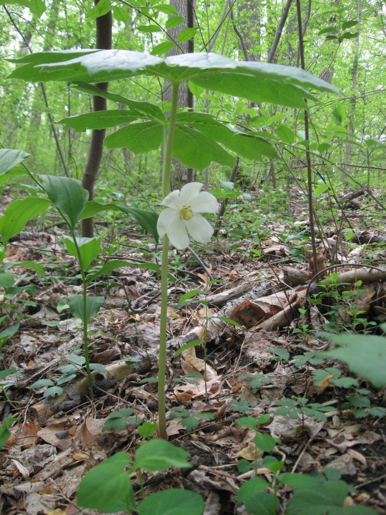 Podophyllum peltatum blooms in the Wissahickon Valley Park, Philadelphia PA