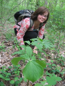 Trillium Cernuum blooms in the Wissahickon Valley Park, Philadelphia PA