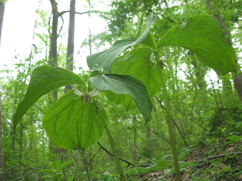 Trillium cernuum blooms in the Wissahickon Valley Park, Philadelphia PA