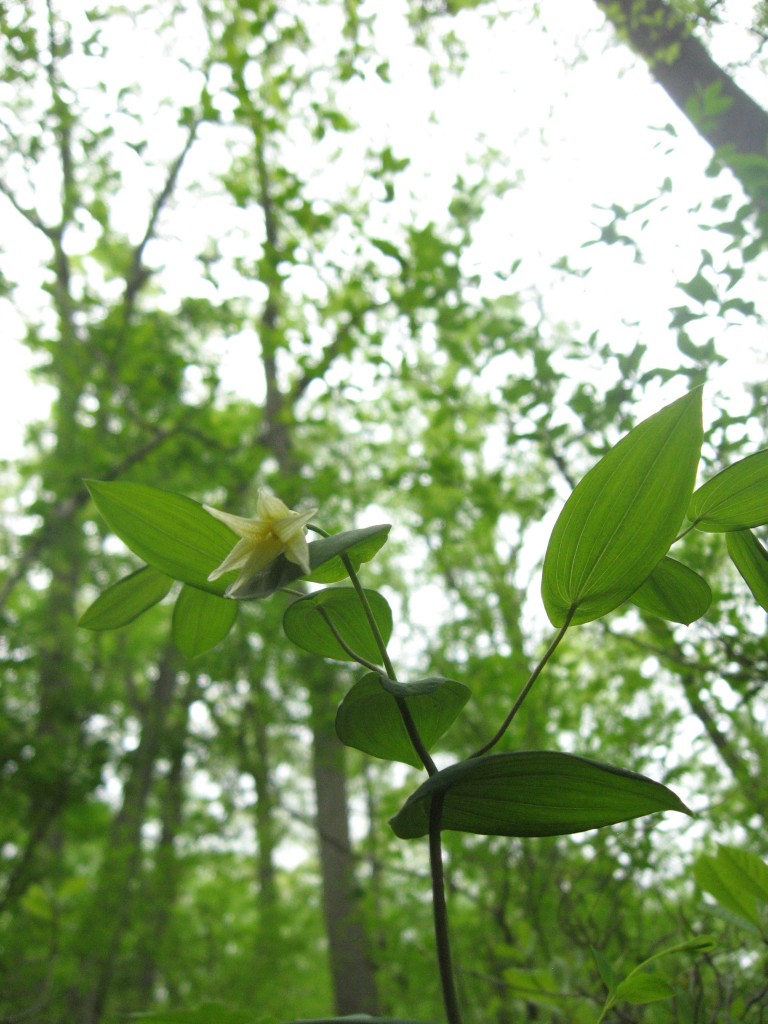 Uvularia perfoliata blooms in the Wissahickon Valley Park, Philadelphia PA