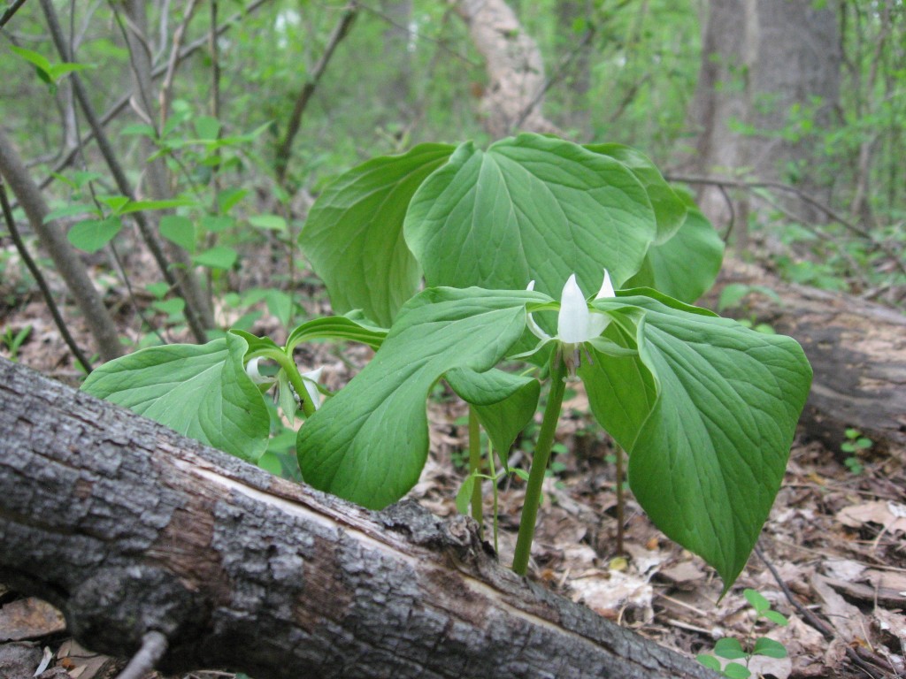 Trillium cernuum blooms in the Wissahickon Valley Park, Philadelphia PA