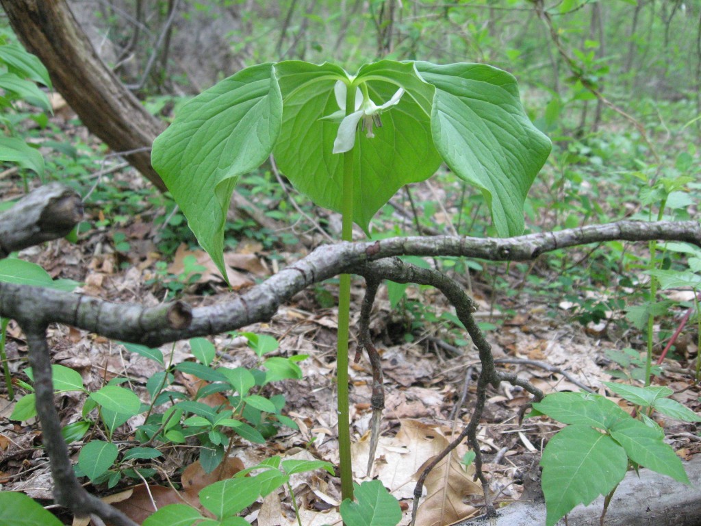 Trillium Cernuum blooms in the Wissahickon Valley Park, Philadelphia PA