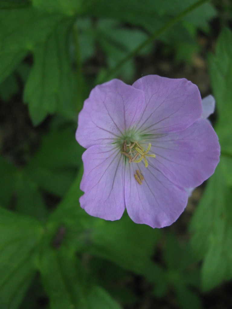 Geranium maculatum Blooms in Morris Park.  Philadelphia Pennsylvania