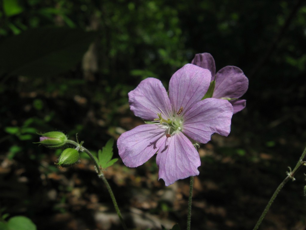 Geranium maculatum Blooms in Morris Park.  Philadelphia Pennsylvania