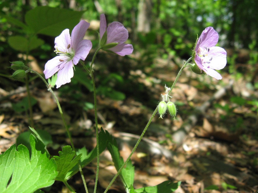 Geranium maculatum Blooms in Morris Park.  Philadelphia Pennsylvania