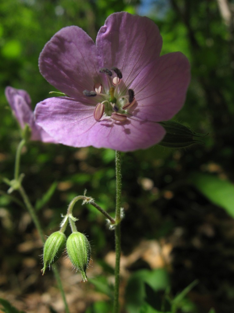 Geranium maculatum Blooms in Morris Park.  Philadelphia Pennsylvania