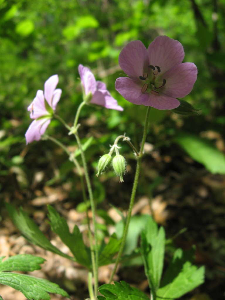  Geranium maculatum Blooms in the Garden of The Sanguine Root. Philadelphia Pennsylvania  