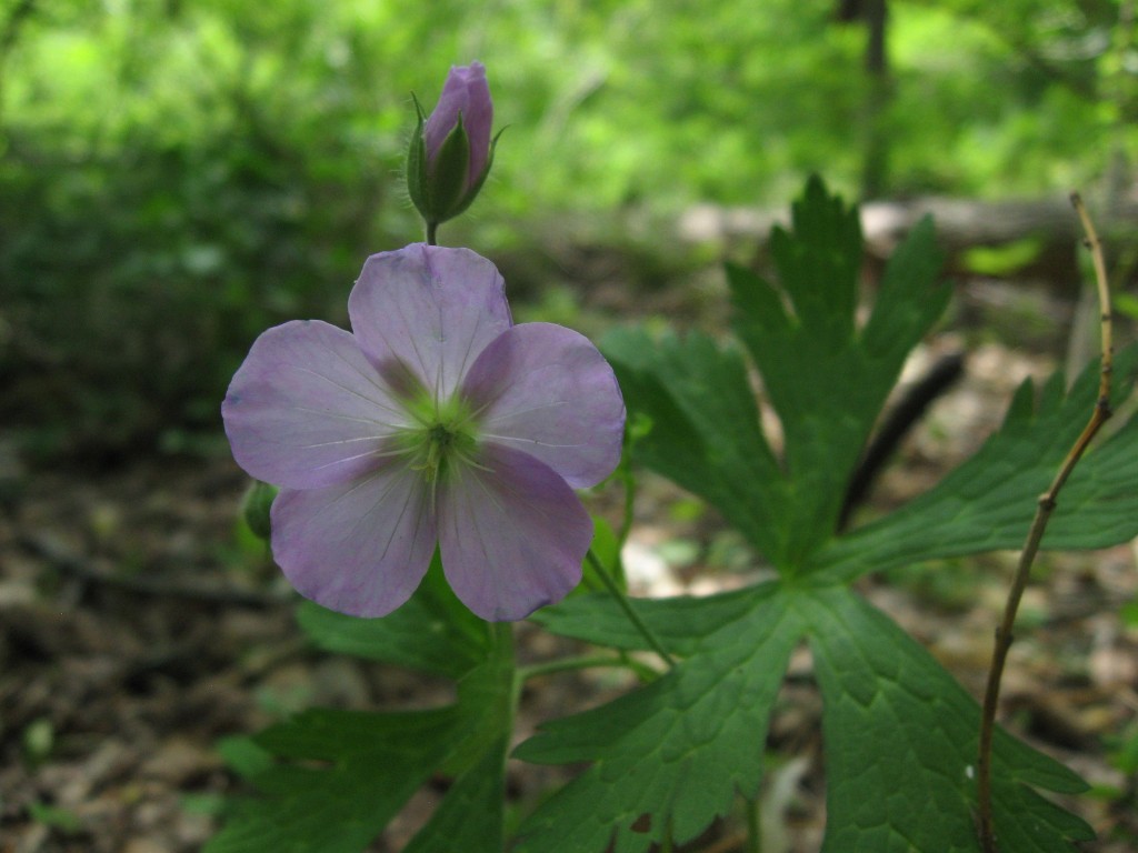 Geranium maculatum Blooms in Morris Park.  Philadelphia Pennsylvania