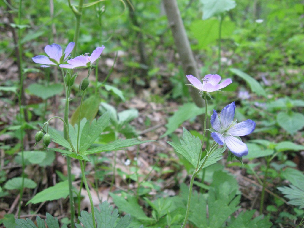 Geranium maculatum Blooms in Morris Park.  Philadelphia Pennsylvania