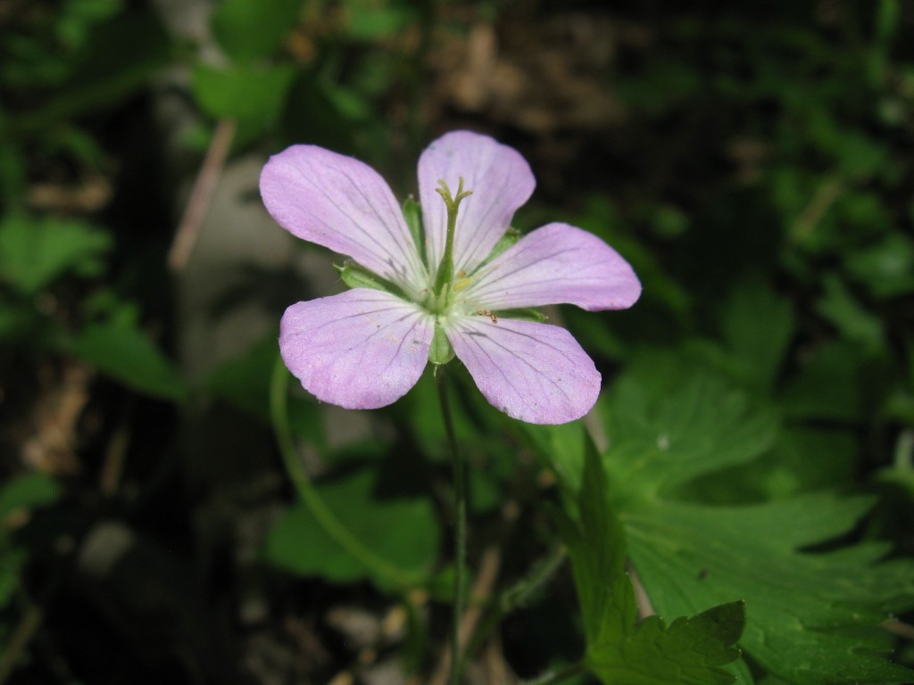 Geranium maculatum Blooms in Morris Park.  Philadelphia Pennsylvania