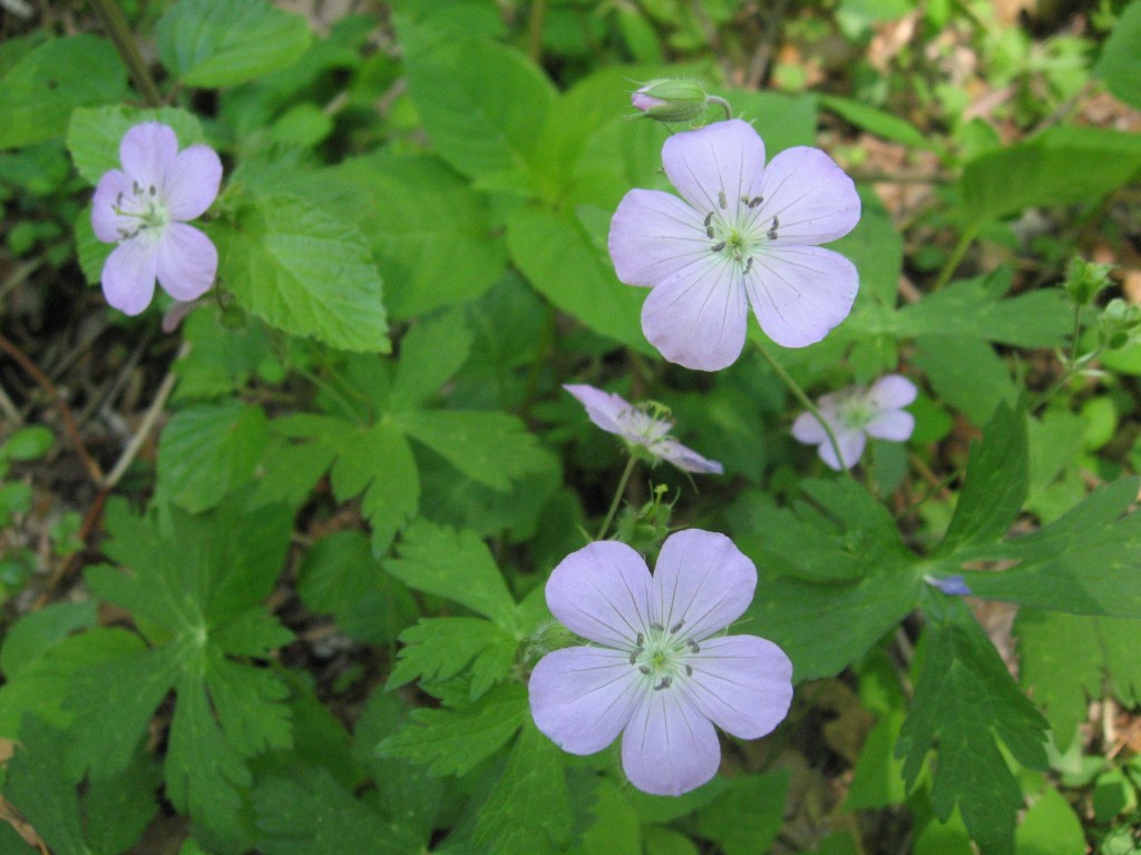 Geranium maculatum Blooms in Morris Park.  Philadelphia Pennsylvania