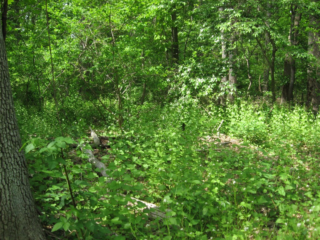 Garlic mustard infestation, Morris Park, Philadelphia