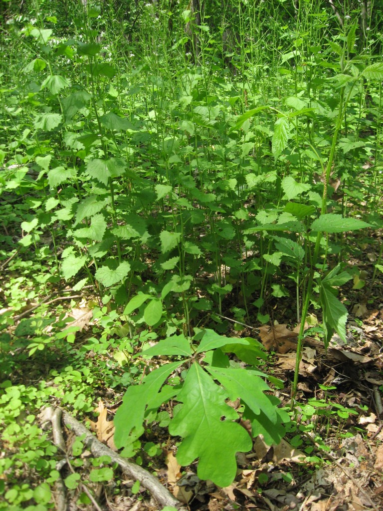  An Oak seedling struggles to grow amidst a Garlic mustard infestation, Morris Park, Philadelphia