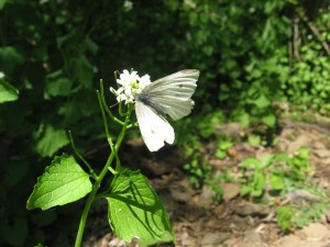 European cabbage white butterfly visits Garlic Mustard, Morris Park, Philadelphia