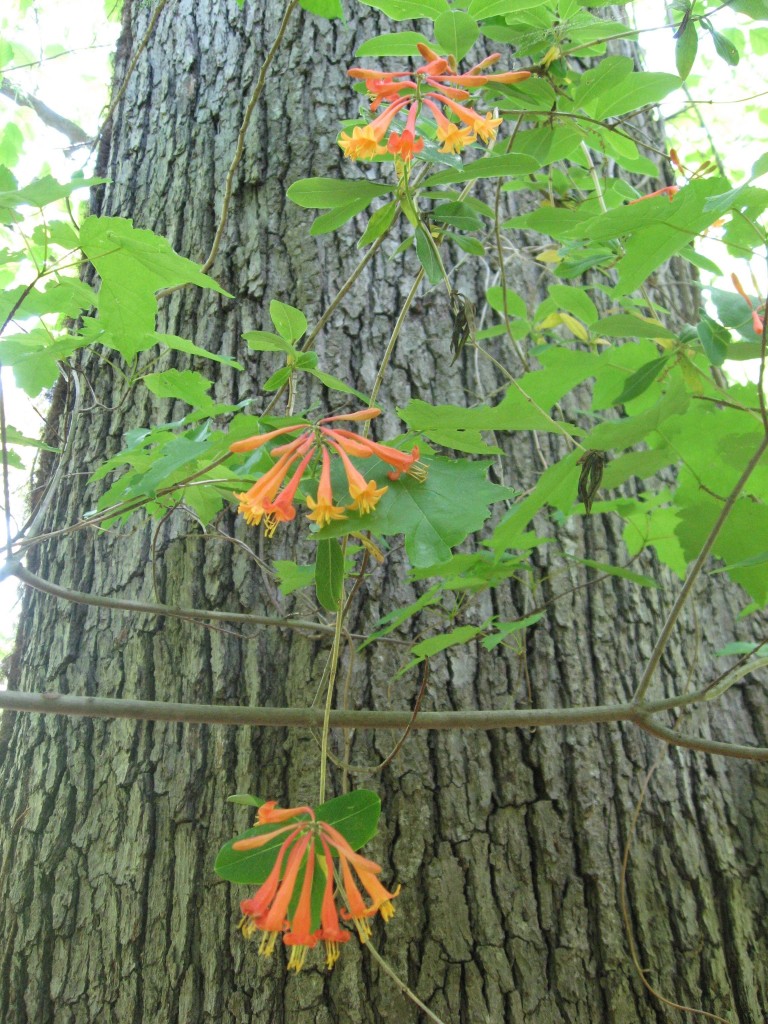 Lonicera sempervirens vine blooms in Morris Park, Philadelphia