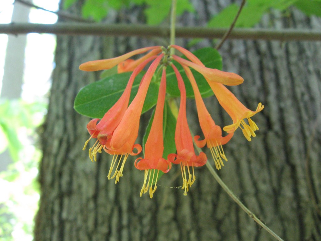 Lonicera sempervirens vine blooms in Morris Park, Philadelphia