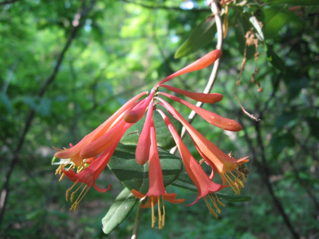 Lonicera sempervirens vine blooms in Morris Park, Philadelphia