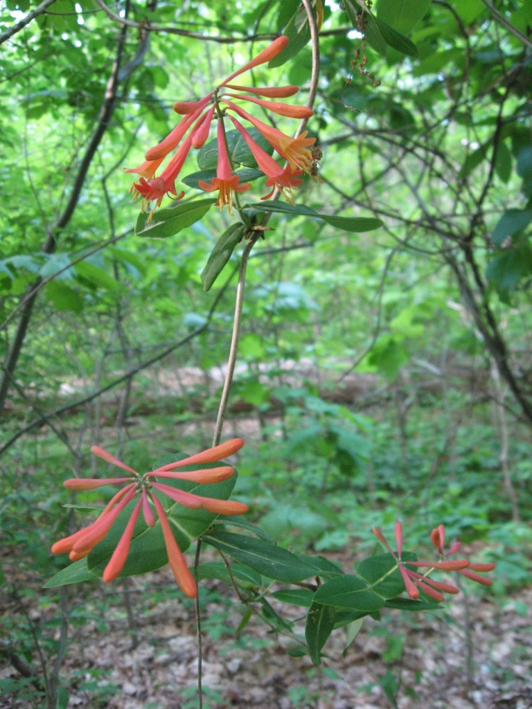 Lonicera sempervirens vine blooms in Morris Park, Philadelphia