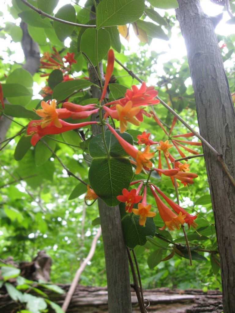 Lonicera sempervirens vine blooms in Morris Park, Philadelphia