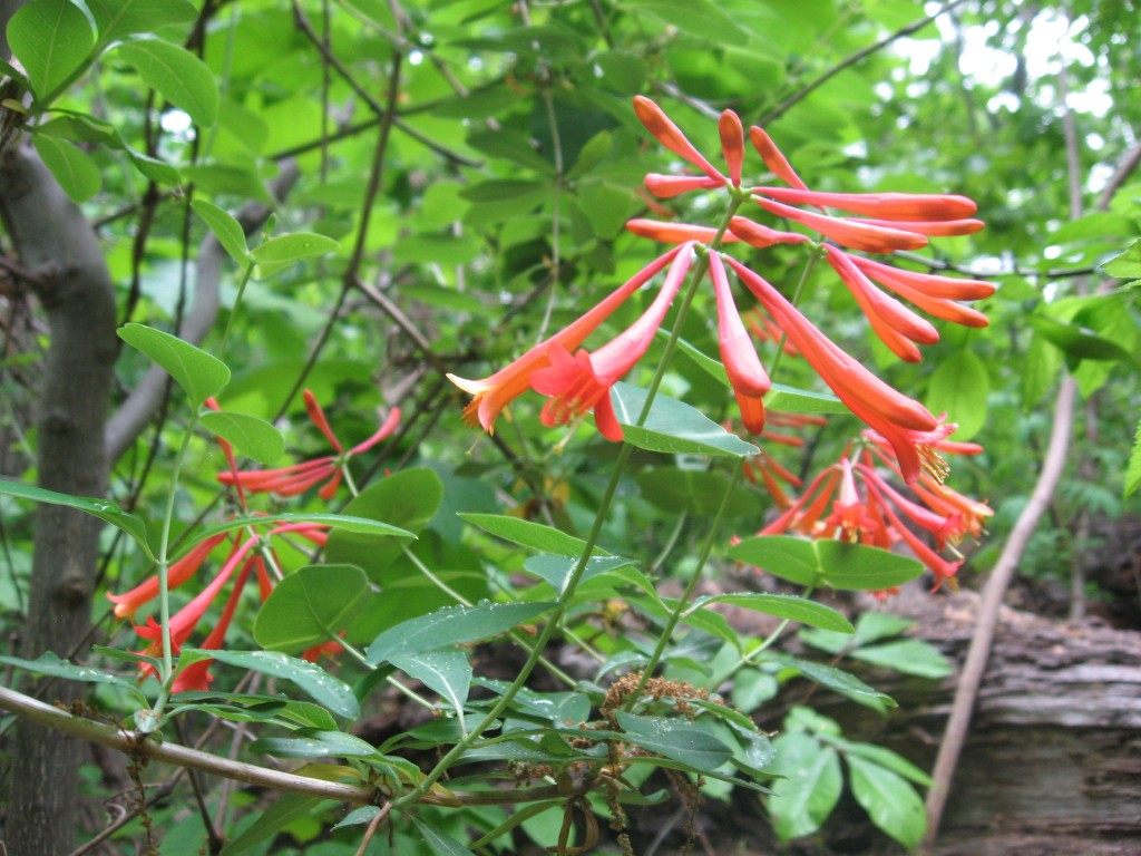 Lonicera sempervirens vine blooms in Morris Park, Philadelphia