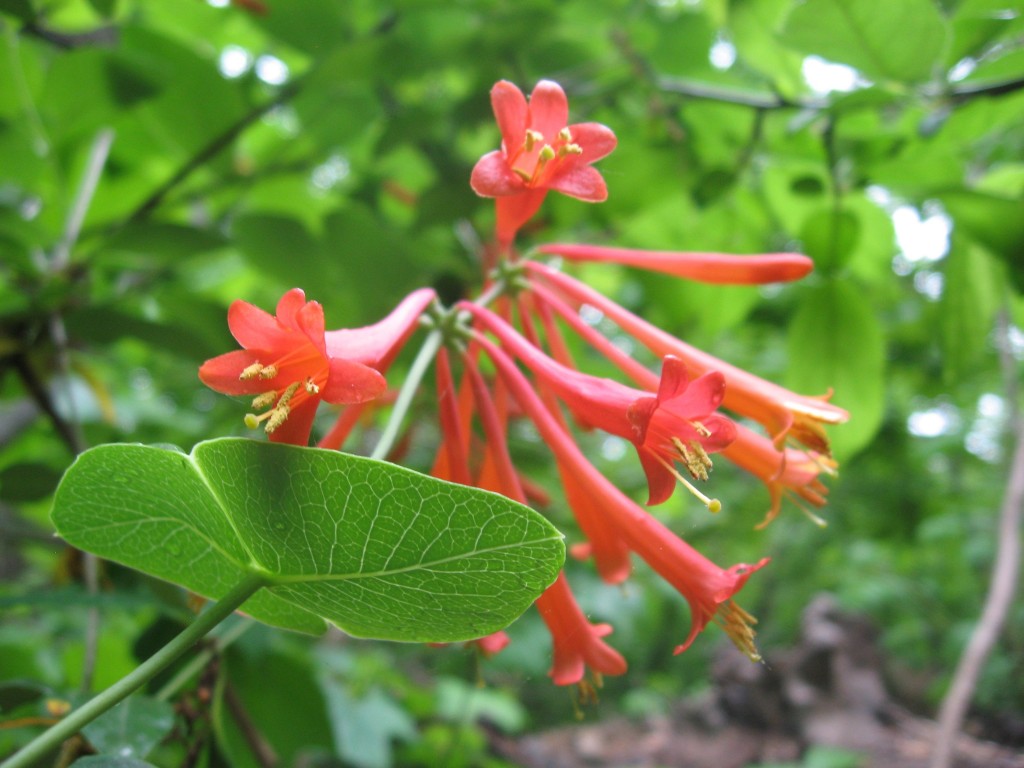 Lonicera sempervirens vine blooms in Morris Park, Philadelphia