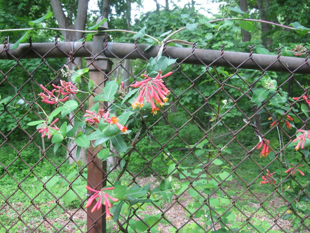 Lonicera sempervirens vine blooms in the garden of the Sanguine Root, Morris Park Road, Philadelphia