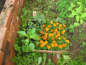 The vegetable garden of the Sanguine Root, Viola Street Philadelphia