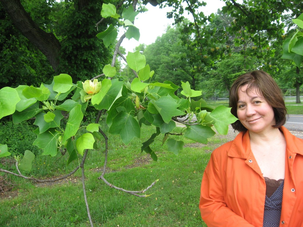 Tulip poplar blooms in West Fairmount Park, Philadelphia, Pennsylvania