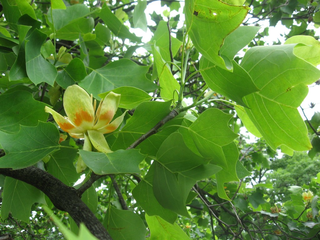 Tulip poplar blooms in West Fairmount Park, Philadelphia, Pennsylvania