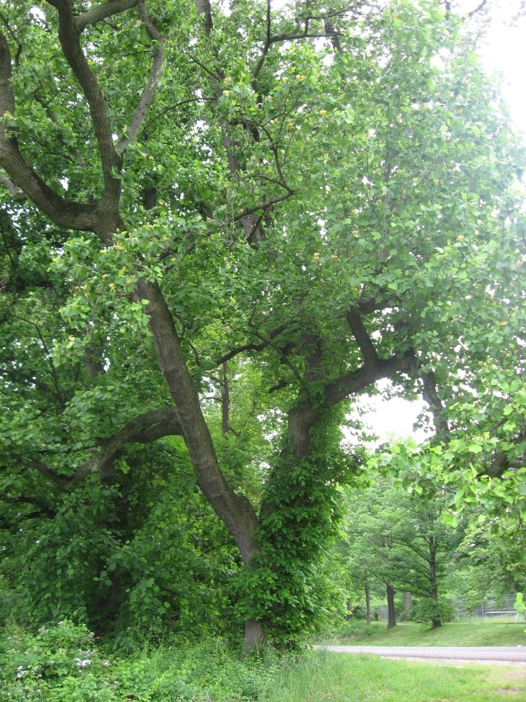 Tulip poplar blooms in West Fairmount Park, Philadelphia, Pennsylvania